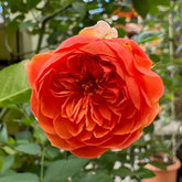 Silk Road Rose